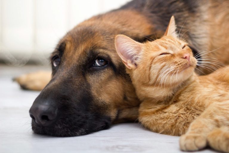 Radon and Pets - How does Radon Affect Your Pet's Health?