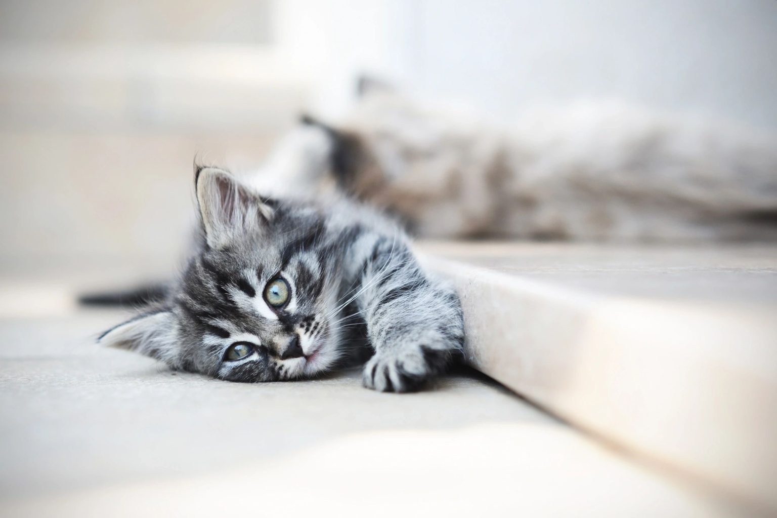 Radon and Pets - How does Radon Affect Your Pet's Health?